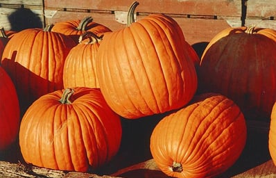 Pumpkins Wikipedia