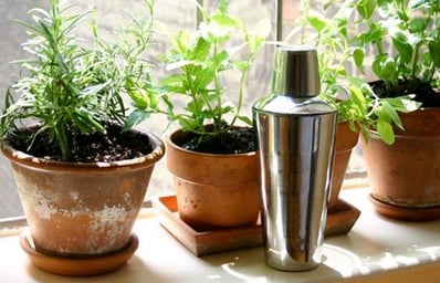 2010 06 11 CocktailHerbs rect5402