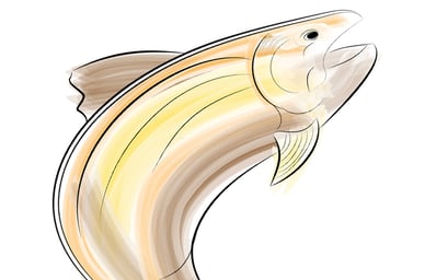17 fish