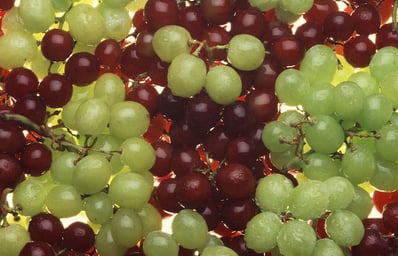 Ripe grapes