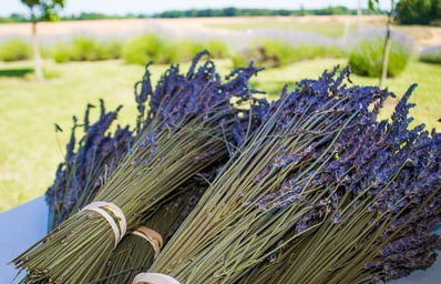 Lavender 3