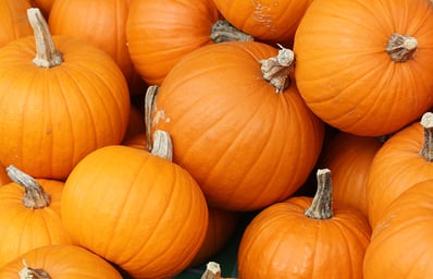 Bake these pumpkins in Toronto