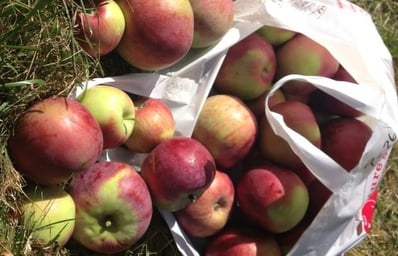 apples2 e1443502909606