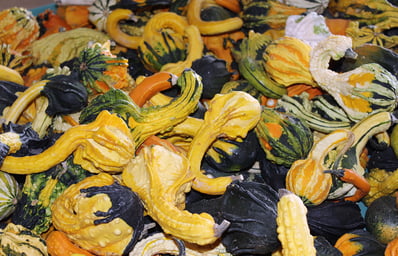 lotta gourds