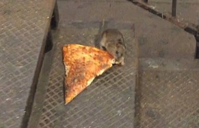 pizza rat