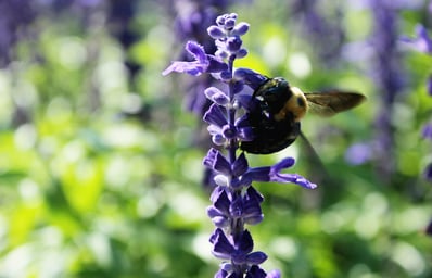 Bee3