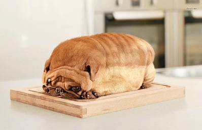 12727 pug bread 1280x800 animal wallpaper