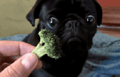 pug broccoli1