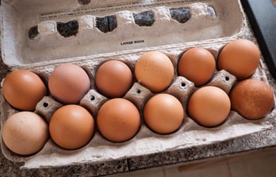 eggs 4415480