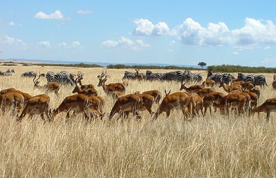 rsz herds maasai mara