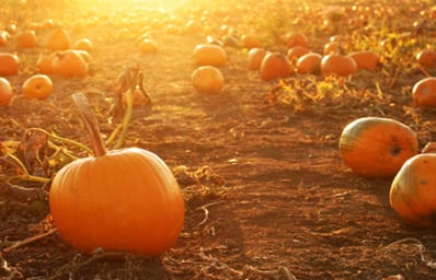 pumpkin patch 1
