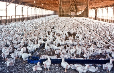 chicken farm2
