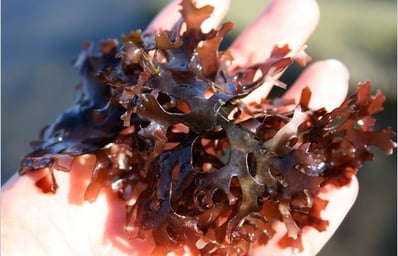 Irish Moss