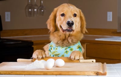 Dog Preparing Dinner e1381246128835