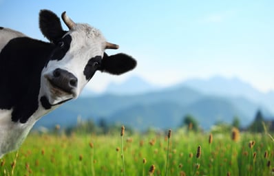 Funny cow on a green meadow