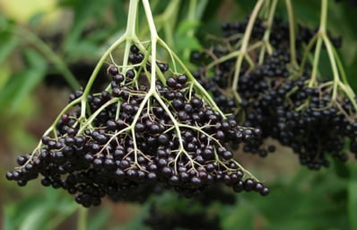 elderberry