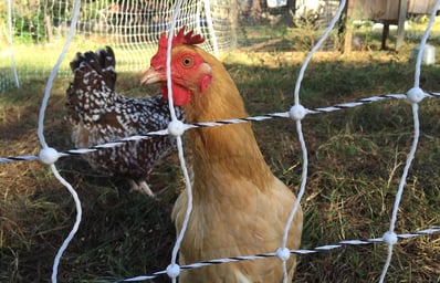 Ripe City Chicken