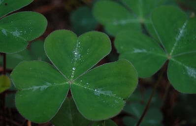Shamrock leaf 1