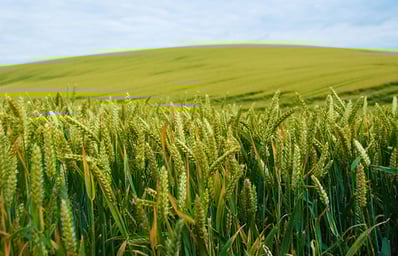 cornfield