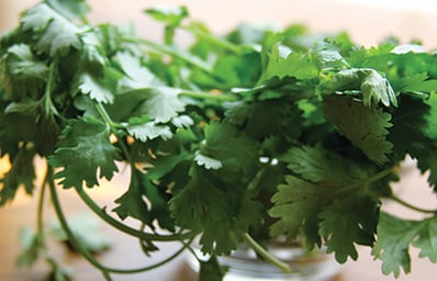 cilantro