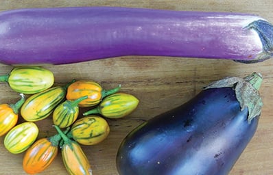 eggplant