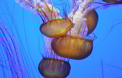 ocean 1283926 1280