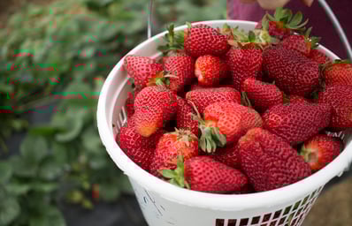 strawberry 5 small
