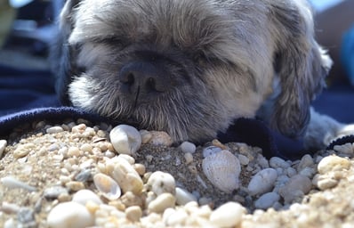 dog canino