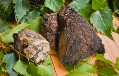 chaga mushroom