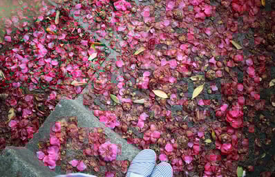 kisskissFALL IN LOVEsmall