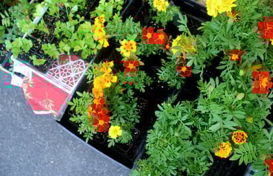 dorow flowers