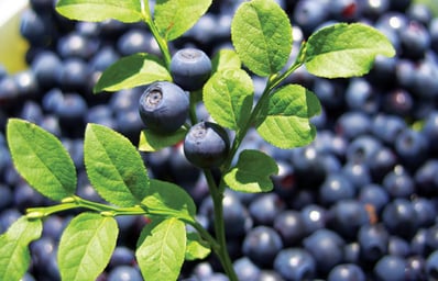 large bilberry http goflightmedicine.combilberry 1