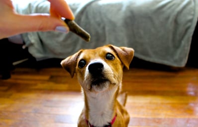 Baker Dog5