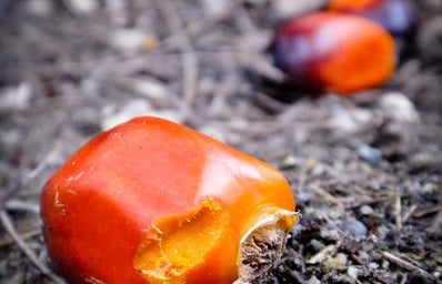 palm oil feature 2