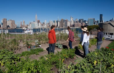 urban farm feautre