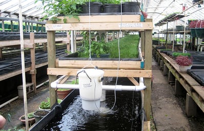 aquaponics feature