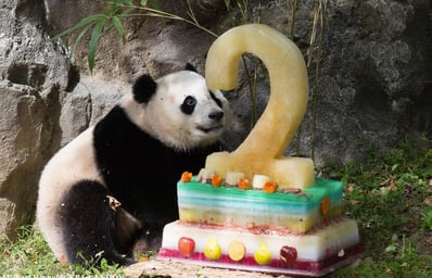 panda