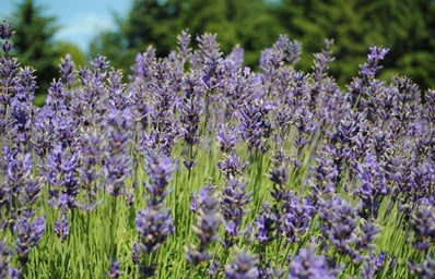 lavender fields