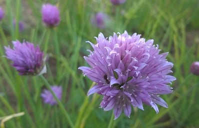 purple flower 778823 640