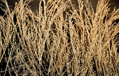 wheat cover