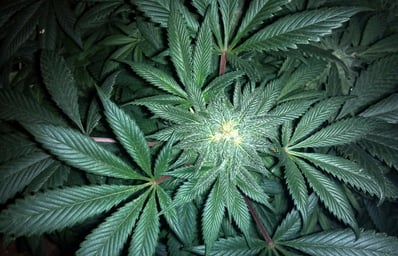 cannabis 313051 1920