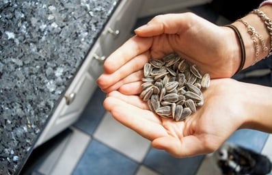 sunflower seed