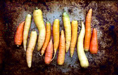 carrots 6 christin urso