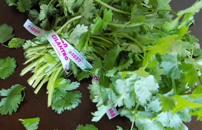 cilantro 5 msu spoon university