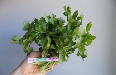 cilantro 1 msu spoon university