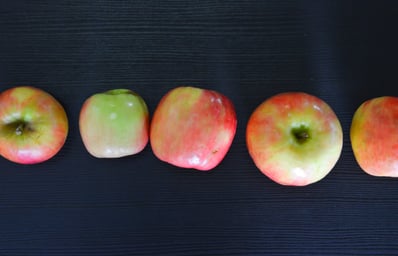 apples in row jocelyn hsu