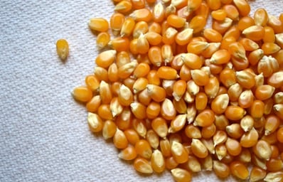 popcorn kernels2 kirbybarth