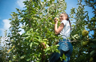 apple orchard girl picking apples