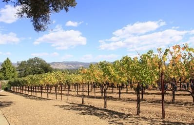 vineyard grapes