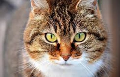 kitty